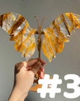 Golden Healer Butterflly (imperfect)