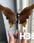 Small Butterfly Wings
