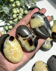 Septarian Palm Stone