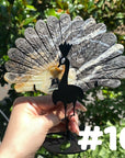 Clearance Peacock Wings