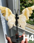 Small Butterfly Wings