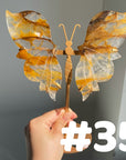 Golden Healer Butterflly (imperfect)