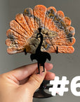 Clearance Peacock Wings