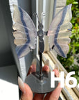 Small Butterfly Wings