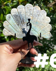 Clearance Peacock Wings