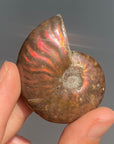 Rainbow Ammonite
