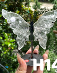 Small Butterfly Wings