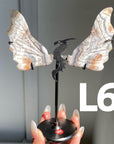 Dragon Wings