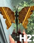 Small Butterfly Wings
