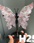 Small Butterfly Wings