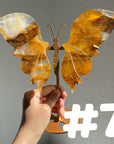 Golden Healer Butterflly (imperfect)