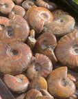 Rainbow Ammonite