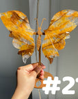Golden Healer Butterflly (imperfect)