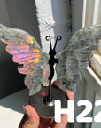 Small Butterfly Wings