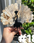 Clearance Peacock Wings