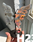 Small Butterfly Wings