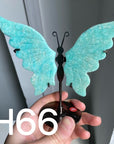 Small Butterfly Wings