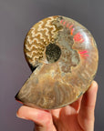 Ammonite