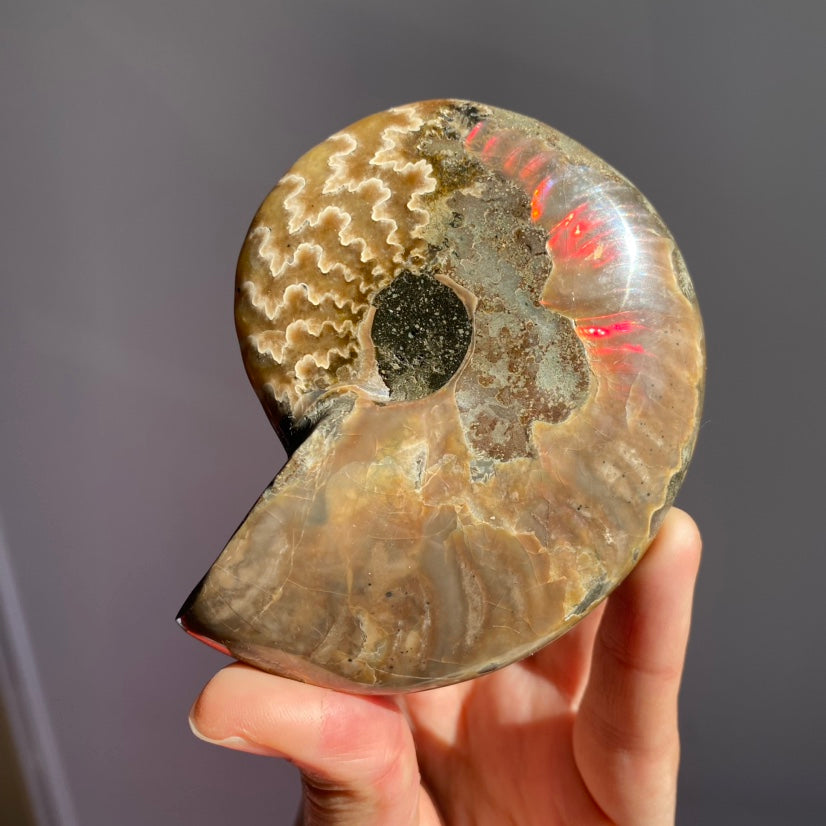 Ammonite