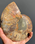 Ammonite