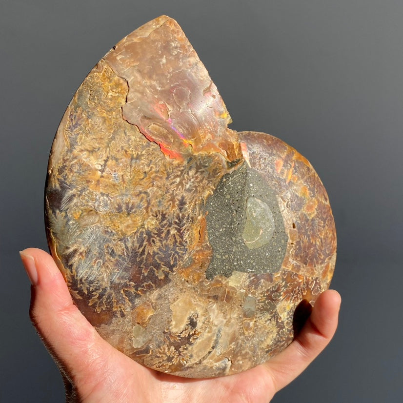 Ammonite