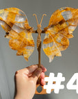 Golden Healer Butterflly (imperfect)