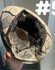 Septarian Egg & Freeform