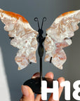 Small Butterfly Wings