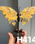 Small Butterfly Wings