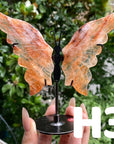 Small Butterfly Wings