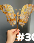 Golden Healer Butterflly (imperfect)