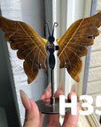 Small Butterfly Wings