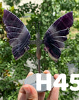 Small Butterfly Wings
