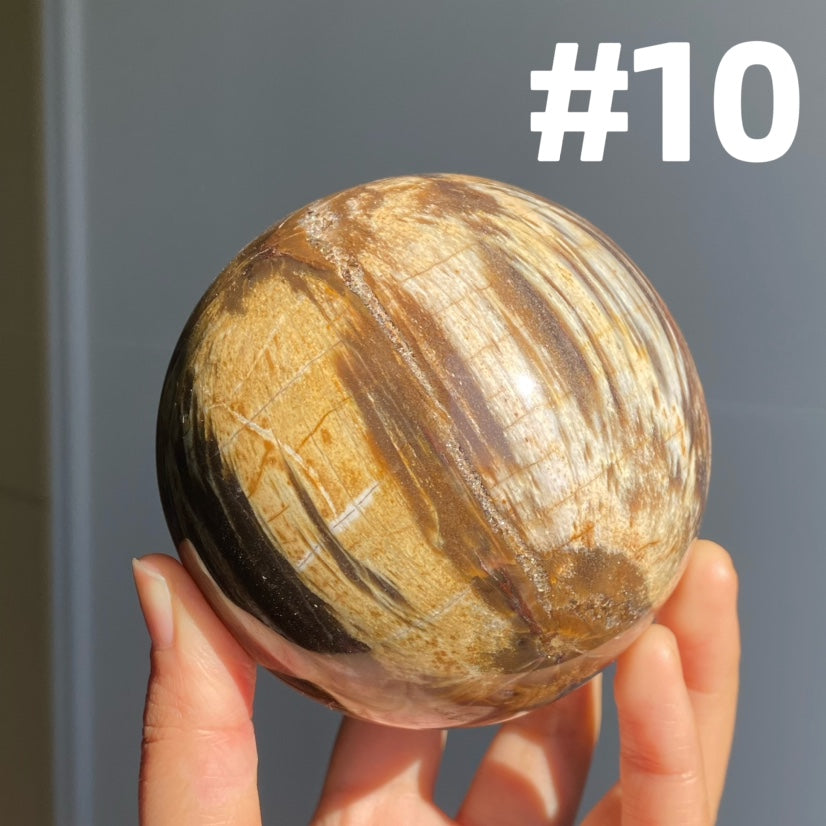 Petrified Wood Sphere