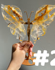 Golden Healer Butterflly (imperfect)