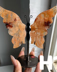 Small Butterfly Wings