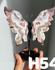 Small Butterfly Wings