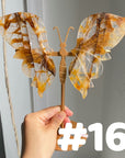 Golden Healer Butterflly (imperfect)