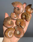 Rainbow Ammonite