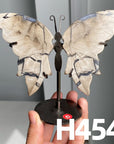 Small Butterfly Wings