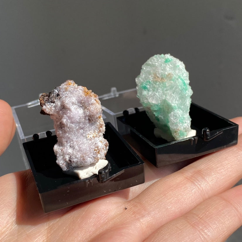 Specimen Display Box