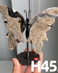 Small Butterfly Wings