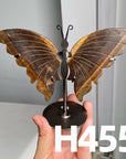 Small Butterfly Wings