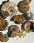 Ammonite