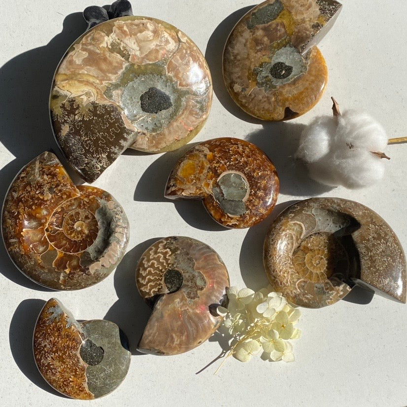 Ammonite