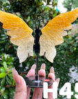 Small Butterfly Wings