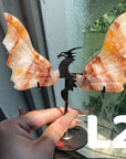 Dragon Wings