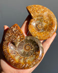 Ammonite