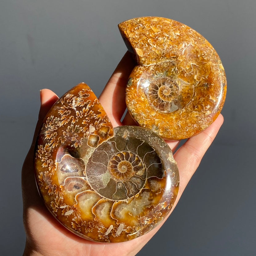 Ammonite