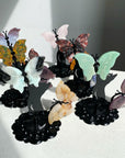 Cat and Butterfly